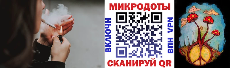 купить  цена  Салаир  Псилоцибиновые грибы Psilocybine cubensis 